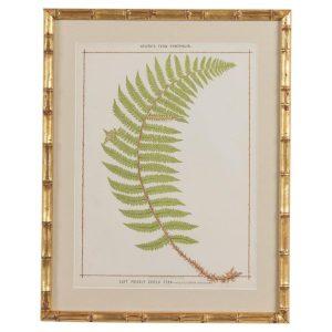 19th c. Framed English Chromolithograph Fern