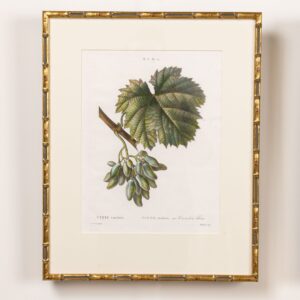 19th c. French Framed Copper Plate Botanical Engraving on Laid Paper