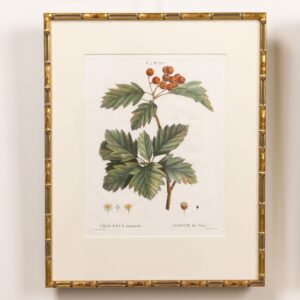 19th c. French Framed Copper Plate Botanical Engraving on Laid Paper