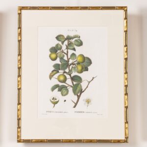 19th c. French Framed Copper Plate Botanical Engraving on Laid Paper