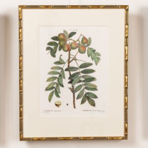 19th c. French Framed Copper Plate Botanical Engraving on Laid Paper