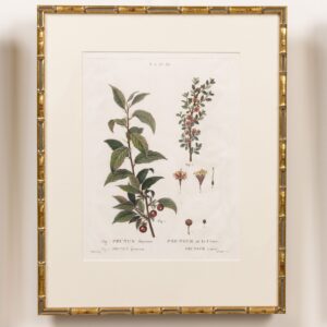 19th c. French Framed Copper Plate Botanical Engraving on Laid Paper