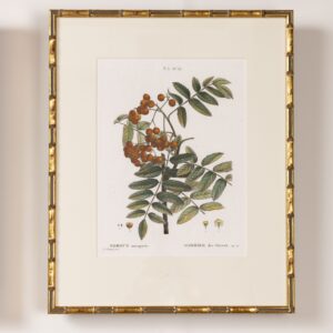 19th c. French Framed Copper Plate Botanical Engraving on Laid Paper