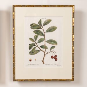 19th c. French Framed Copper Plate Botanical Engraving on Laid Paper