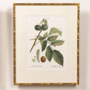19th c. French Framed Copper Plate Botanical Engraving on Laid Paper