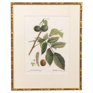 19th c. French Framed Copper Plate Botanical Engraving on Laid Paper