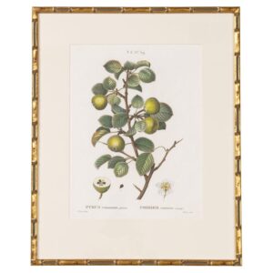 19th c. French Framed Copper Plate Botanical Engraving on Laid Paper