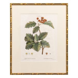 19th c. French Framed Copper Plate Botanical Engraving on Laid Paper