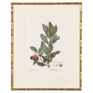 19th c. French Framed Copper Plate Botanical Engraving on Laid Paper