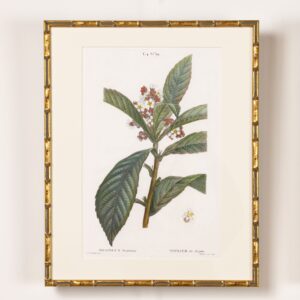 19th c. French Framed Copper Plate Botanical Engraving on Laid Paper