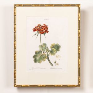 19th c. French Framed Copper Plate Botanical Engraving on Laid Paper