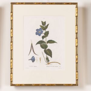 19th c. French Framed Copper Plate Botanical Engraving on Laid Paper