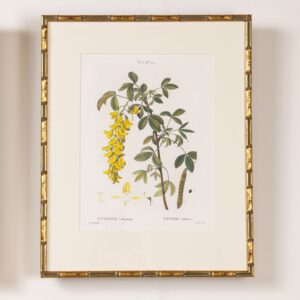 19th c. French Framed Copper Plate Botanical Engraving on Laid Paper