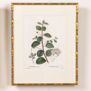 19th c. French Framed Copper Plate Botanical Engraving on Laid Paper
