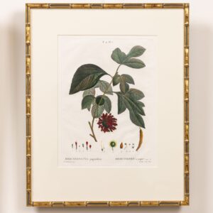 19th c. French Framed Copper Plate Botanical Engraving on Laid Paper