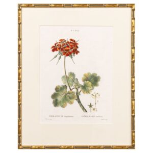 19th c. French Framed Copper Plate Botanical Engraving on Laid Paper