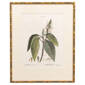 19th c. French Framed Copper Plate Botanical Engraving on Laid Paper