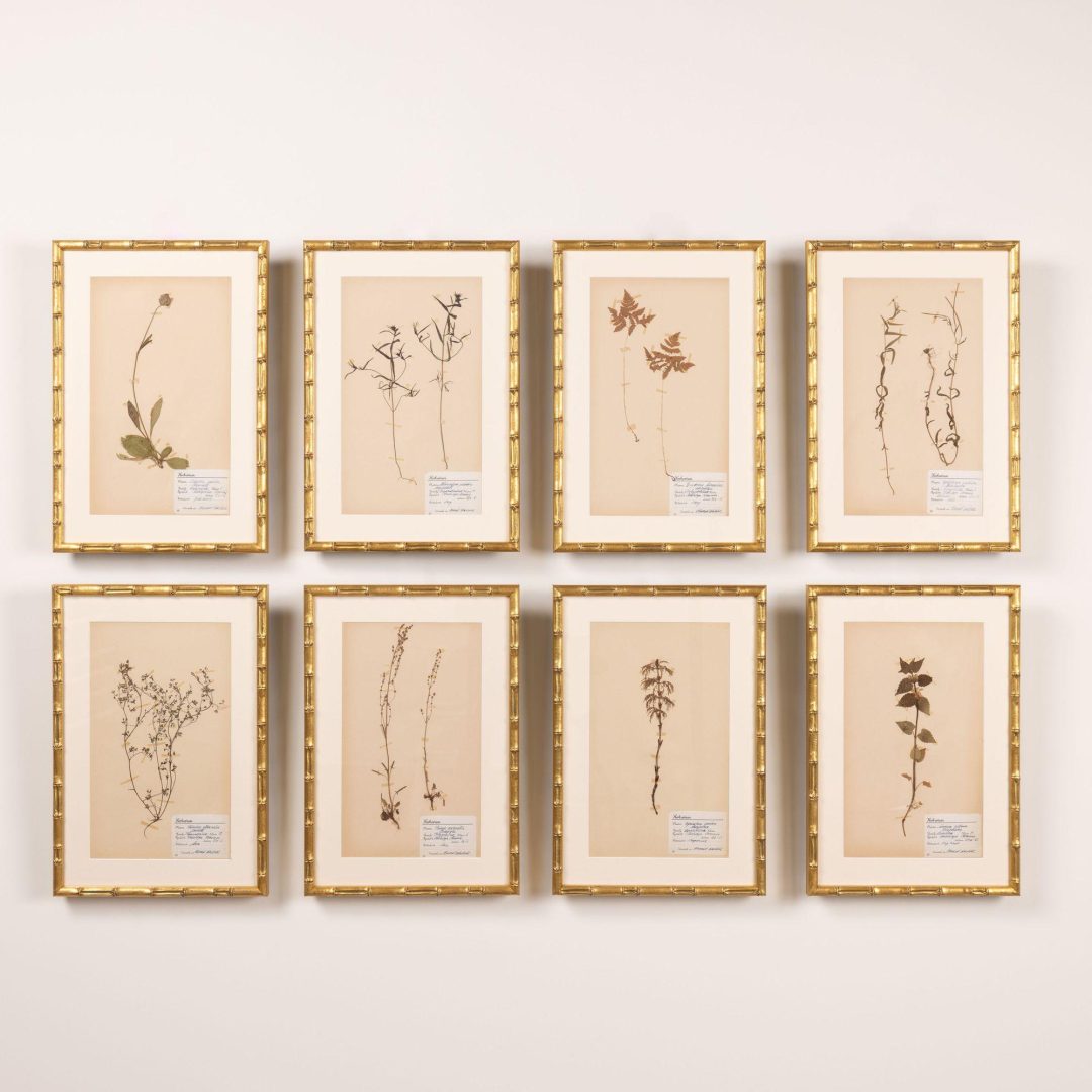 0_2285_Collection_of_Swedish_framed_herbarium_studies-0001