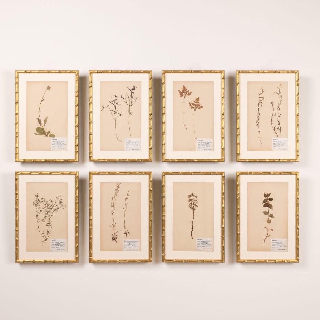 0_2285_Collection_of_Swedish_framed_herbarium_studies-0001