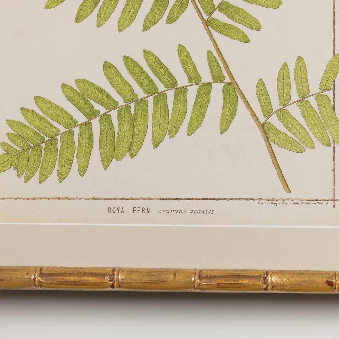 10_1945A_19th_century_collectoin_of_four_framed_english_fern_chromolithographs_012