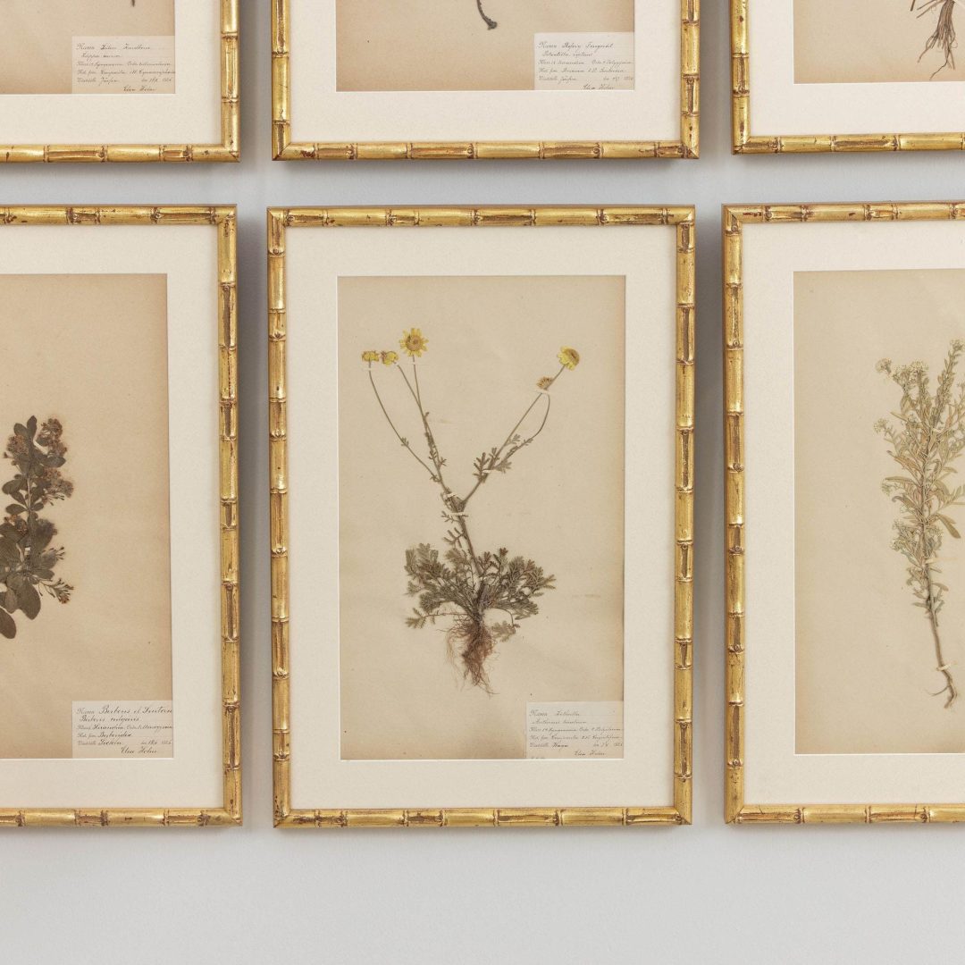 10_1946_19th_century_swedish_collection_of_nine_framed_herbarium_studies_011