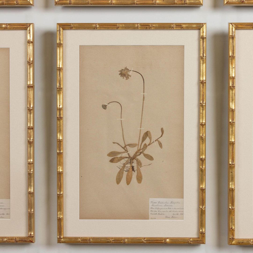 10_1947_19th_century_collection_of_nine_framed_Swedish_herbarium_studies_012