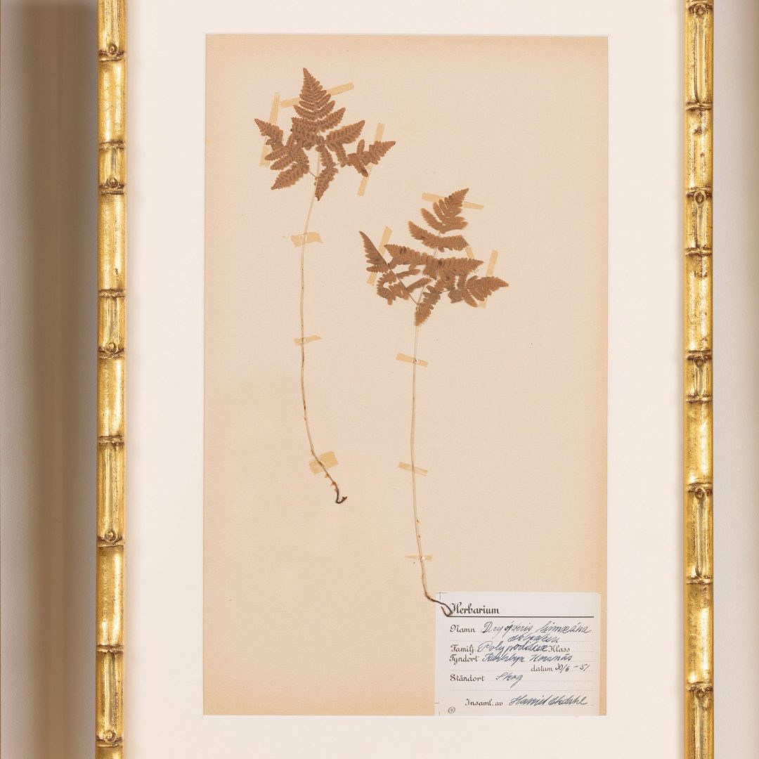 10_2285_Collection_of_Swedish_framed_herbarium_studies-0011