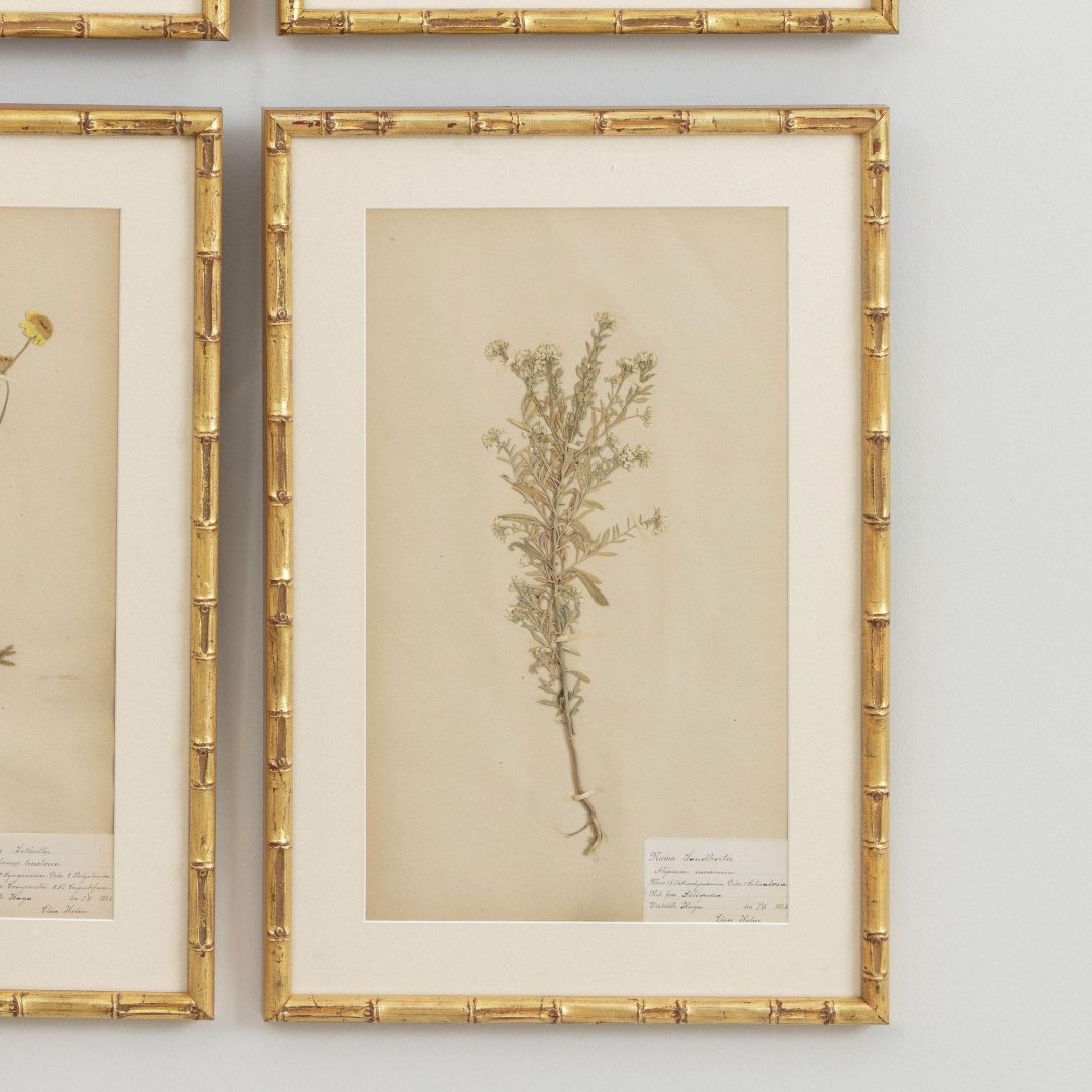 11_1946_19th_century_swedish_collection_of_nine_framed_herbarium_studies_012