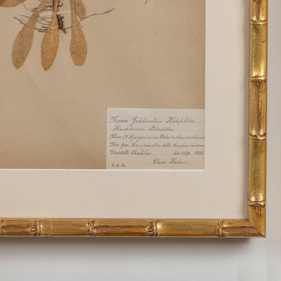 11_1947_19th_century_collection_of_nine_framed_Swedish_herbarium_studies_013