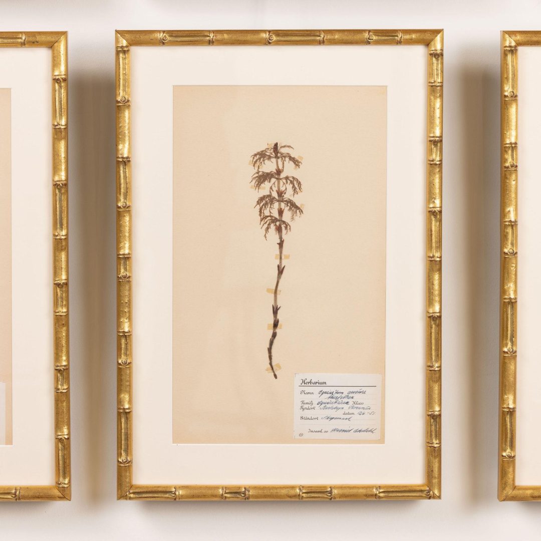 11_2285_Collection_of_Swedish_framed_herbarium_studies-0012