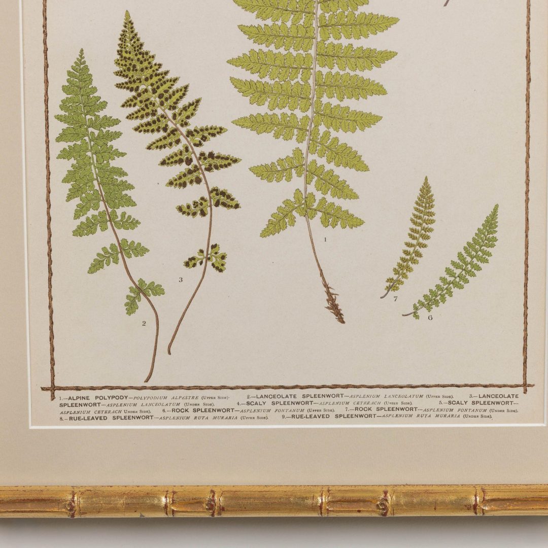 12_1945A_19th_century_collectoin_of_four_framed_english_fern_chromolithographs_014