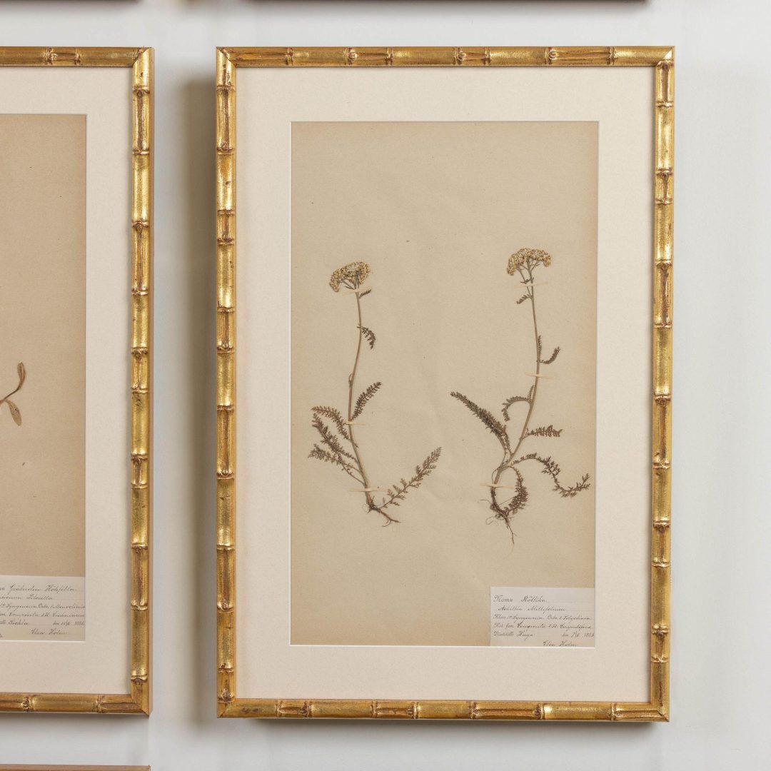 12_1947_19th_century_collection_of_nine_framed_Swedish_herbarium_studies_014