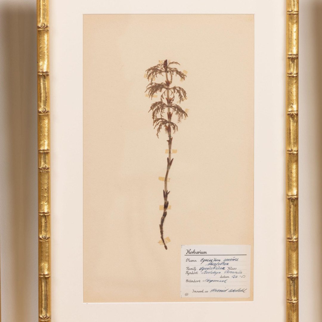 12_2285_Collection_of_Swedish_framed_herbarium_studies-0013