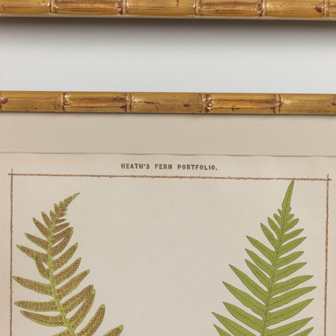13_1945A_19th_century_collectoin_of_four_framed_english_fern_chromolithographs_015