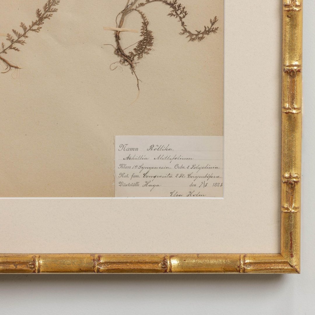 13_1947_19th_century_collection_of_nine_framed_Swedish_herbarium_studies_015