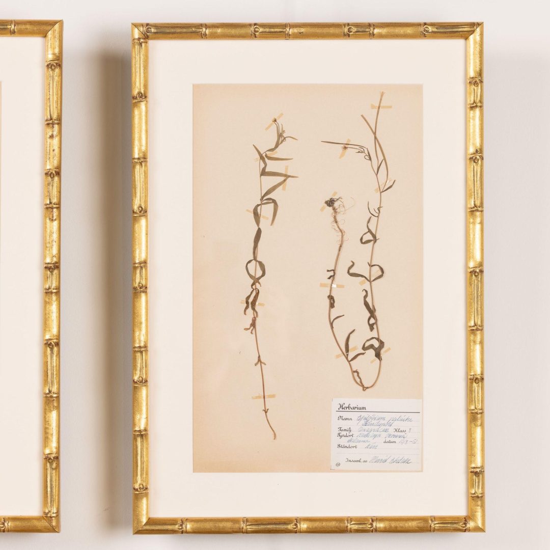 13_2285_Collection_of_Swedish_framed_herbarium_studies-0014