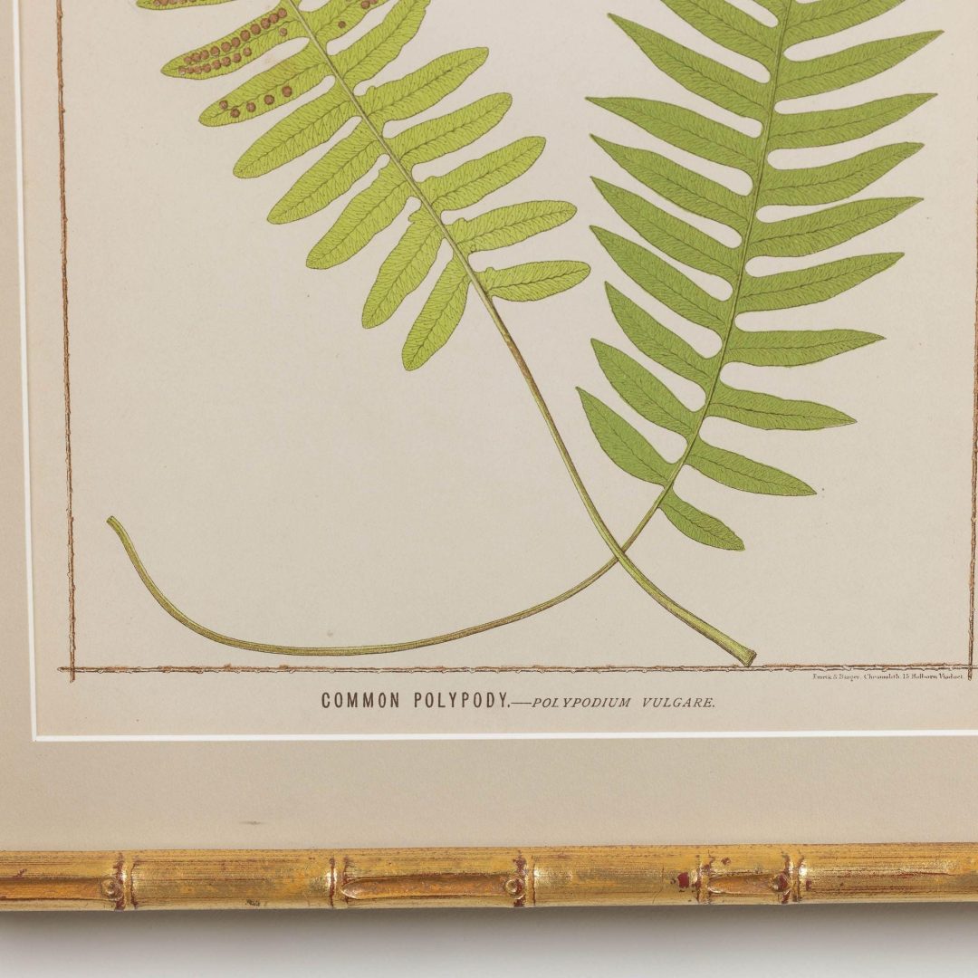 14_1945A_19th_century_collectoin_of_four_framed_english_fern_chromolithographs_016