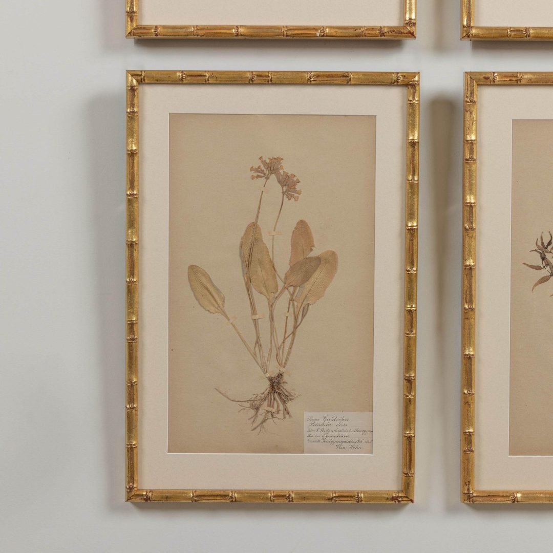 14_1947_19th_century_collection_of_nine_framed_Swedish_herbarium_studies_016