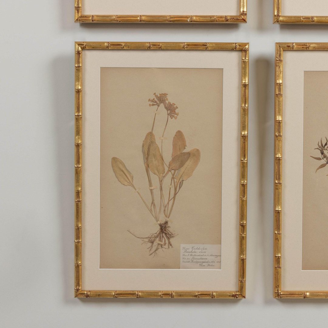 14_1947_19th_century_collection_of_nine_framed_Swedish_herbarium_studies_016