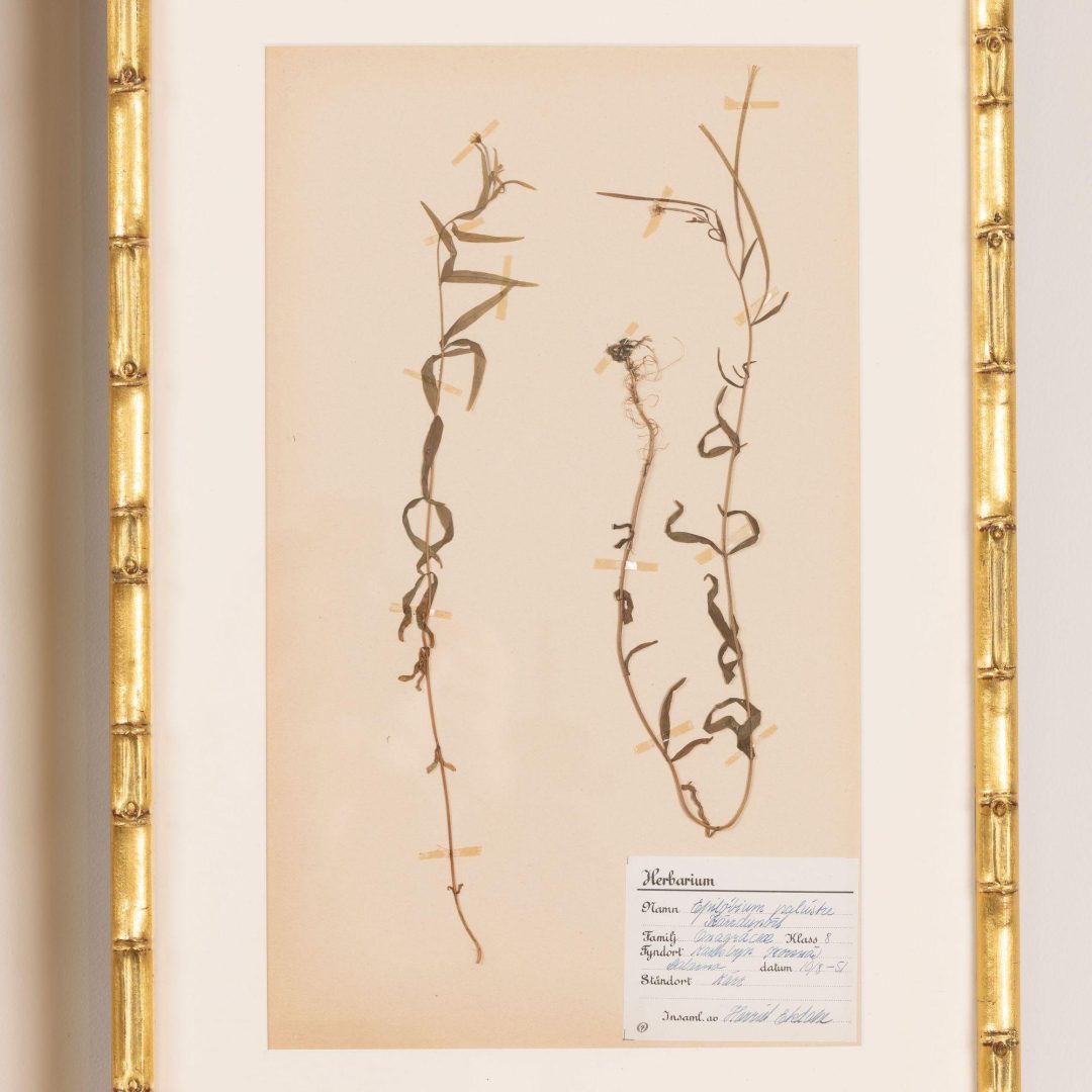 14_2285_Collection_of_Swedish_framed_herbarium_studies-0015