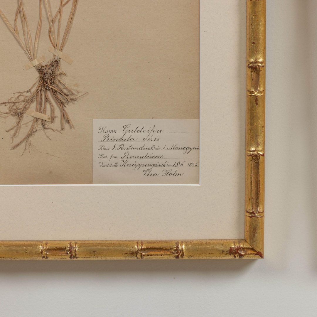15_1947_19th_century_collection_of_nine_framed_Swedish_herbarium_studies_017