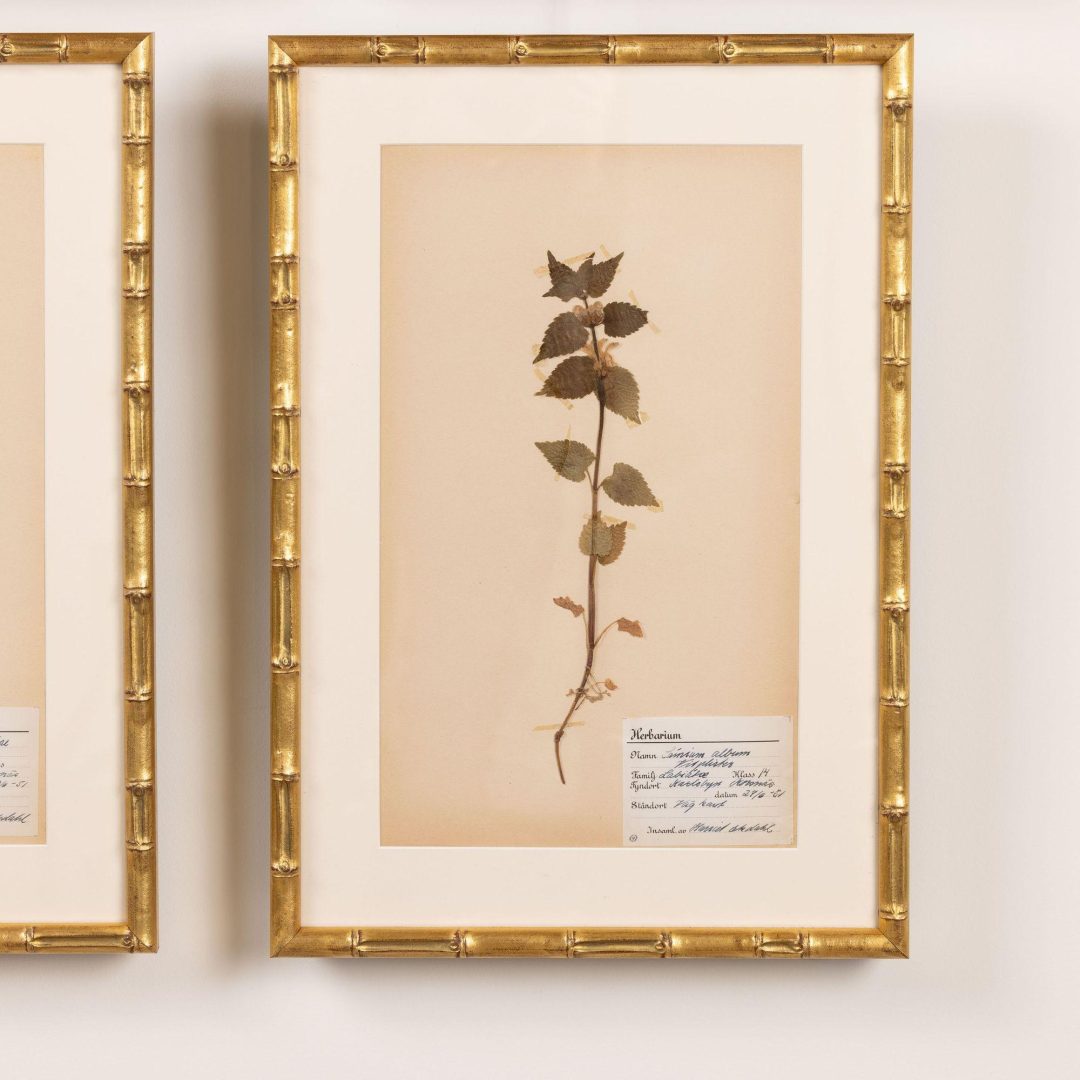 15_2285_Collection_of_Swedish_framed_herbarium_studies-0016