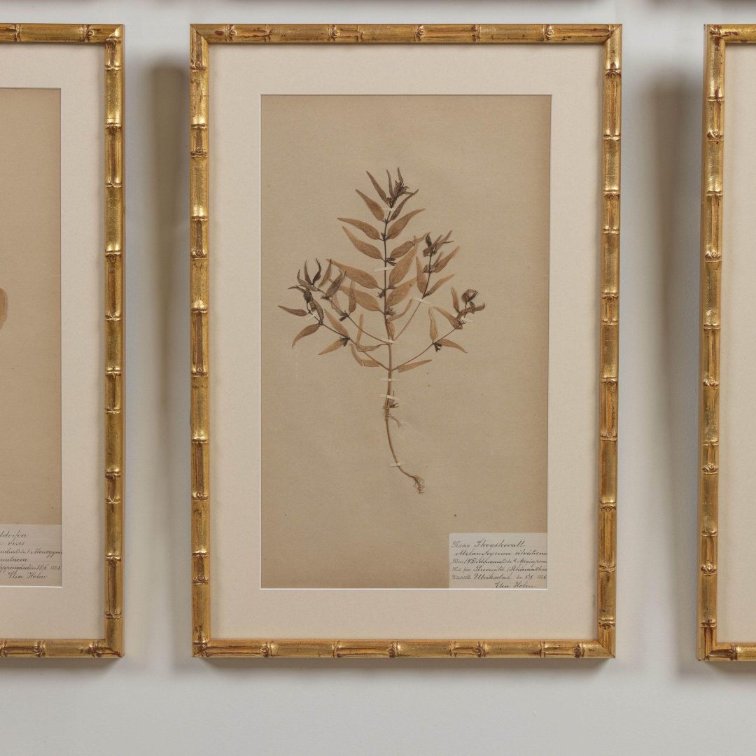 16_1947_19th_century_collection_of_nine_framed_Swedish_herbarium_studies_018