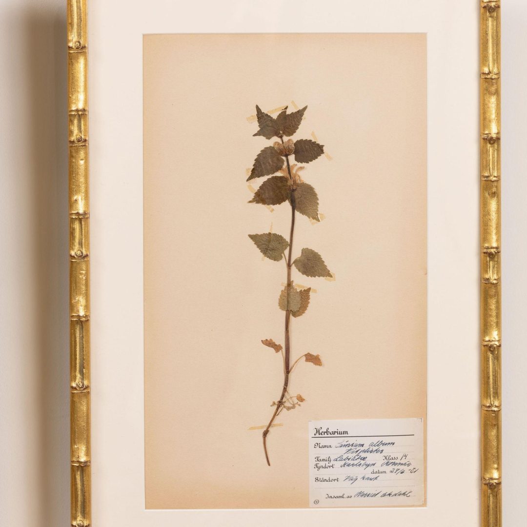 16_2285_Collection_of_Swedish_framed_herbarium_studies-0017