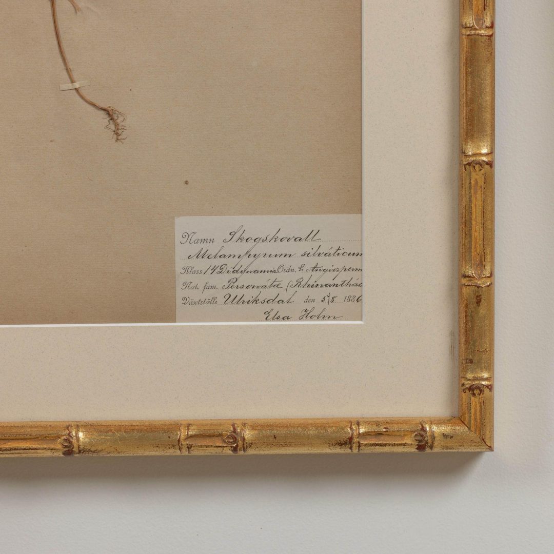17_1947_19th_century_collection_of_nine_framed_Swedish_herbarium_studies_019