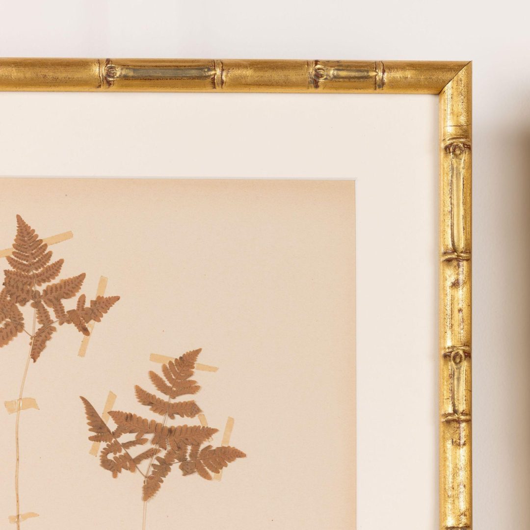 17_2285_Collection_of_Swedish_framed_herbarium_studies-0019