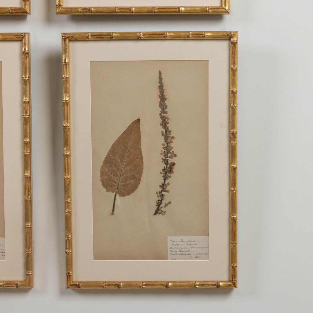 18_1947_19th_century_collection_of_nine_framed_Swedish_herbarium_studies_020