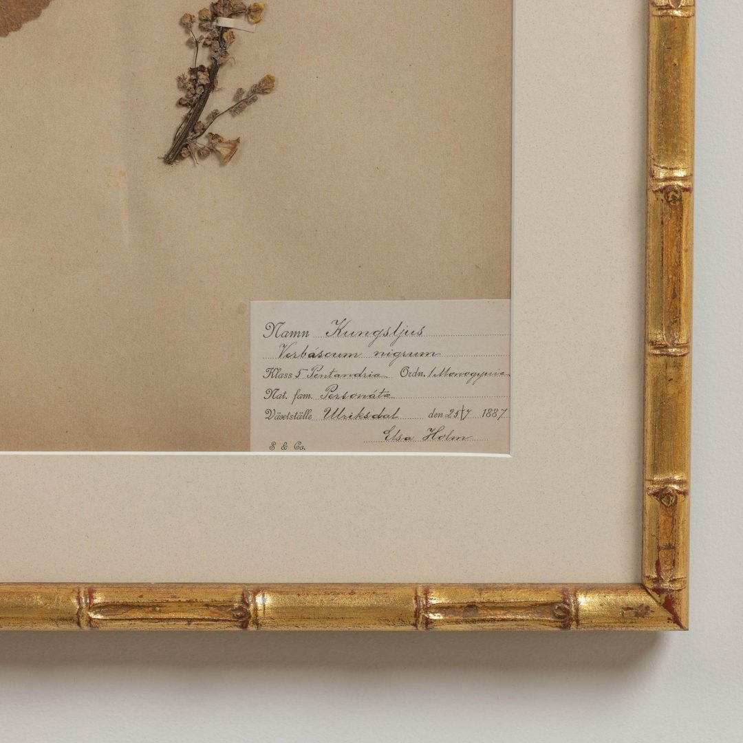 19_1947_19th_century_collection_of_nine_framed_Swedish_herbarium_studies_021