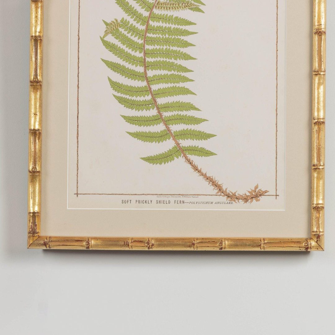 1_1945E_19th_century_framed_english_fern_chromolithograph_002