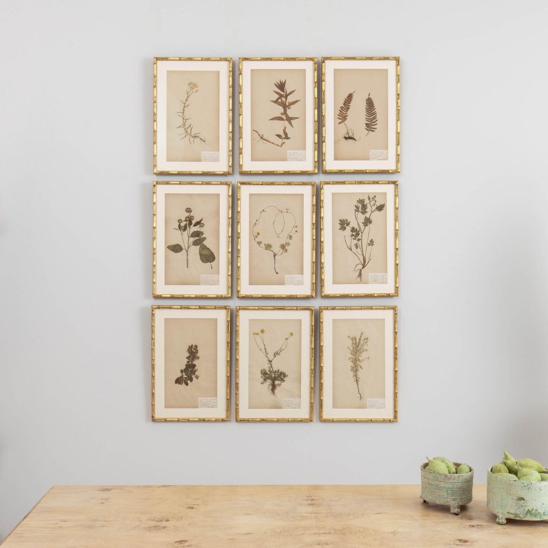 1_1946_19th_century_swedish_collection_of_nine_framed_herbarium_studies_001